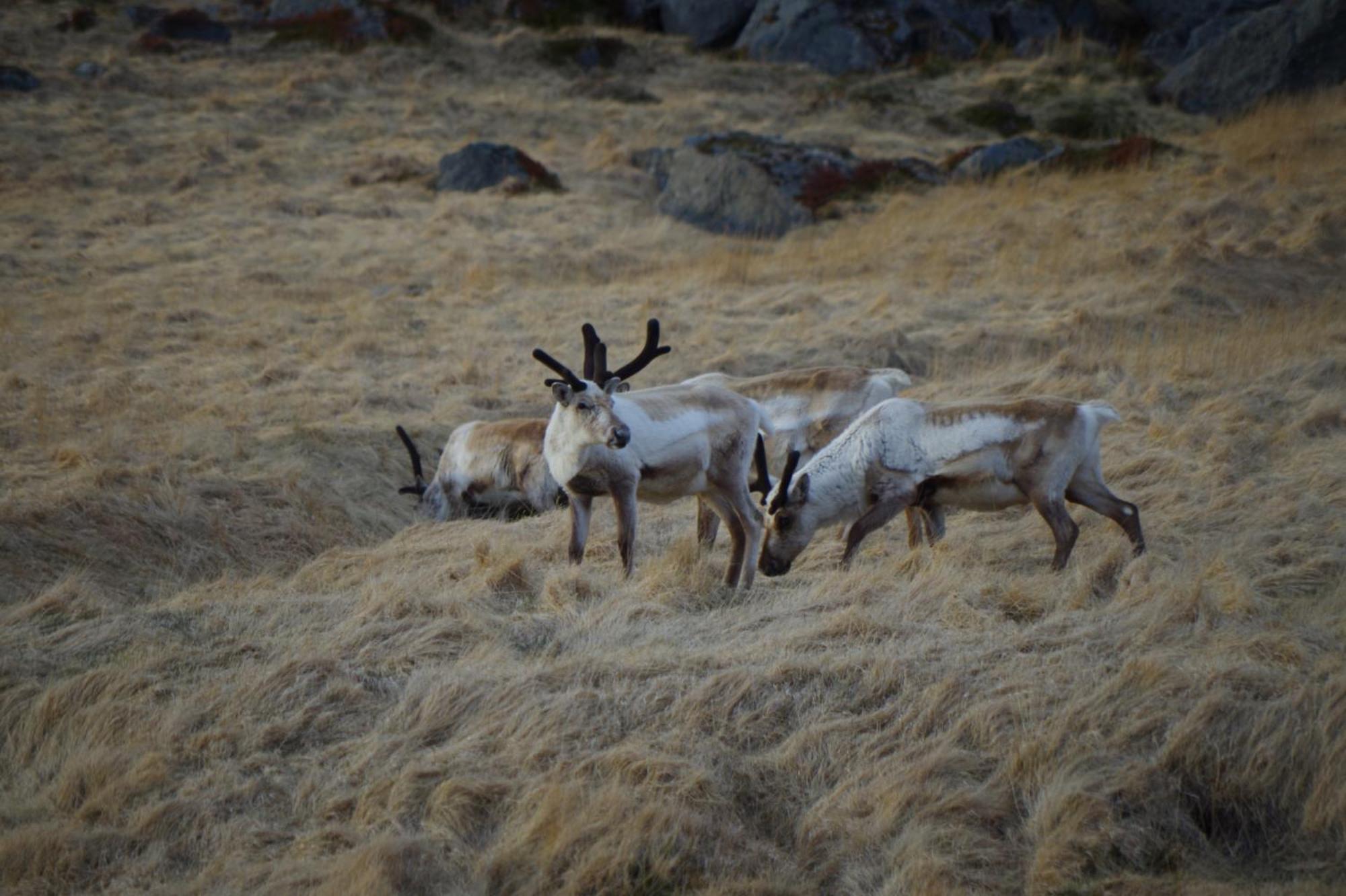 Saxa Guesthouse Stöðvarfjörður Kültér fotó
